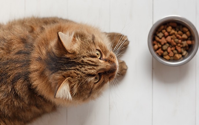 A Pet's Best Friend - NEVASTANE Lubrication for (Pet) Food Safety