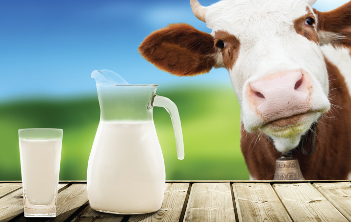 Cow with jug and glass full of milk