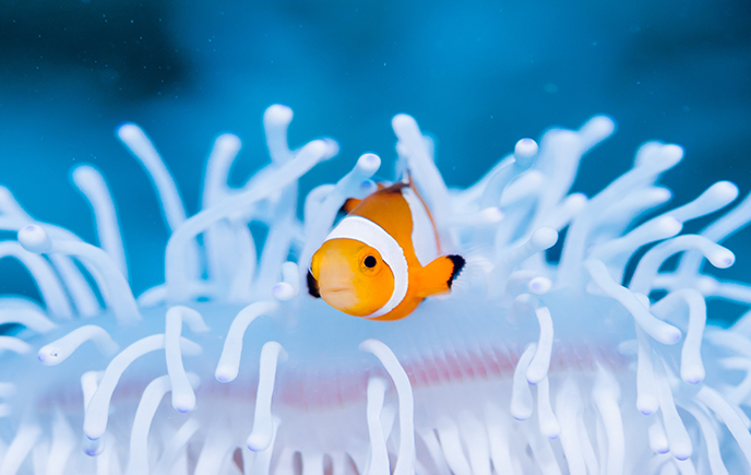 Clown Fish in a sea anemone